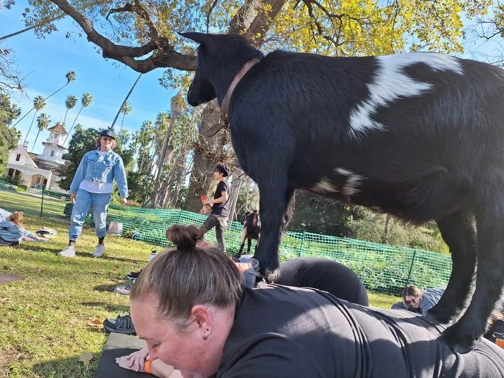 Hello Critter Goat Yoga image