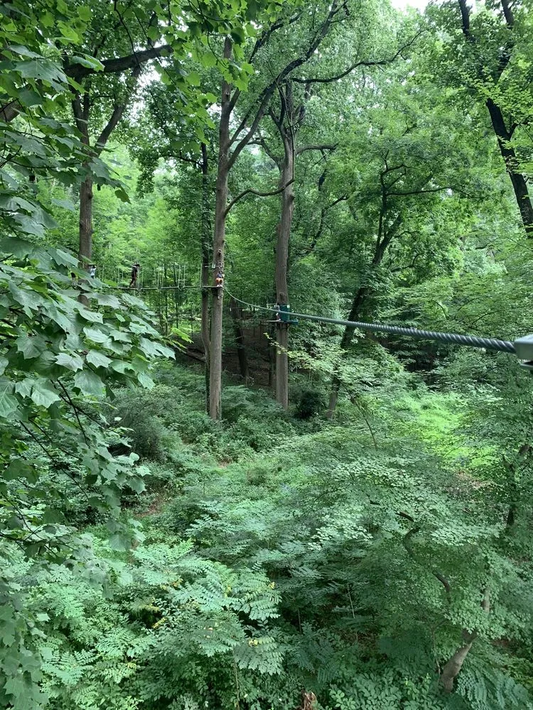 Treetop Quest Philly image