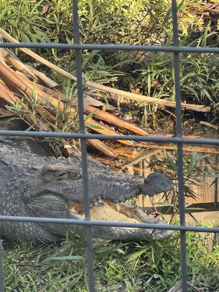 Croc Encounters image