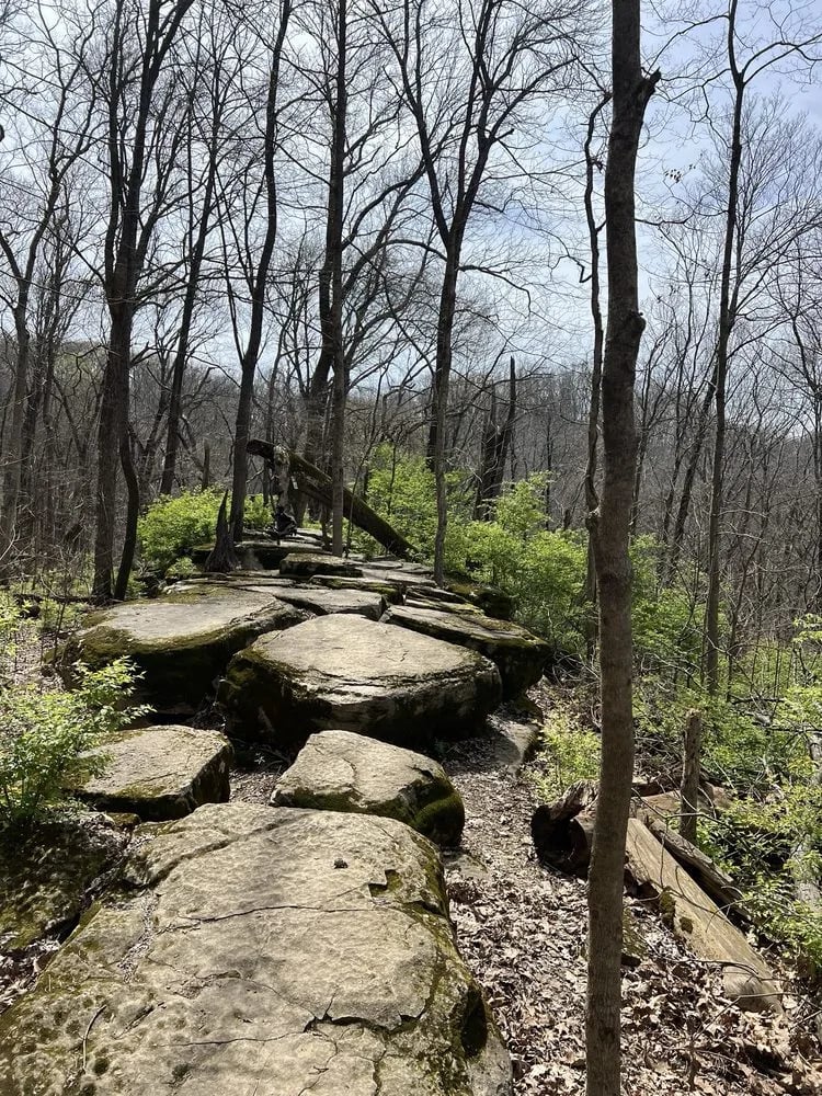 Adventureworks Zipline Forest at Fontanel image