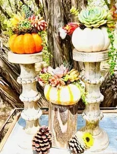 Rooted Treasures Succulents