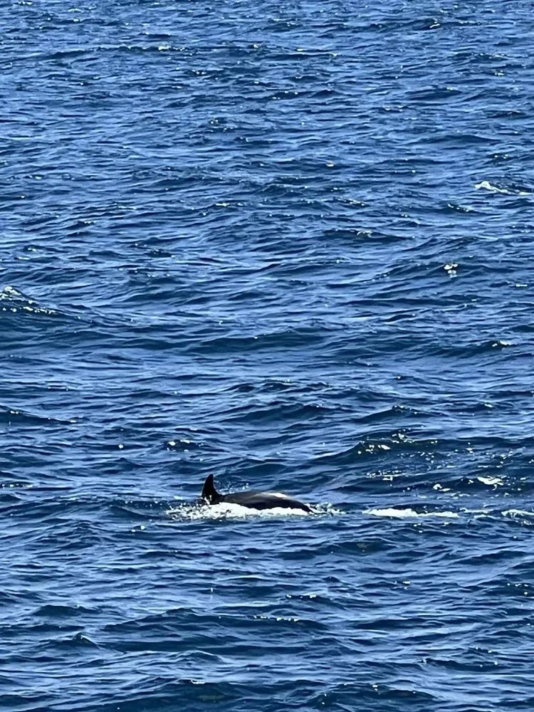 San Diego Whale Watch image