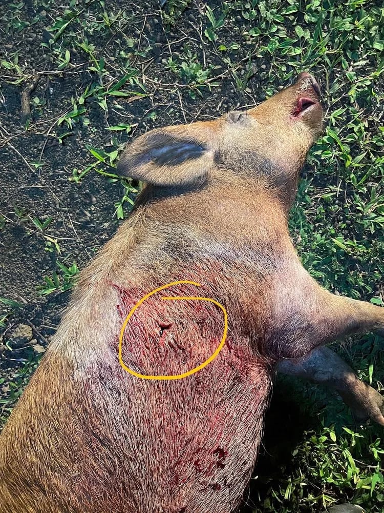 Performance Archery image