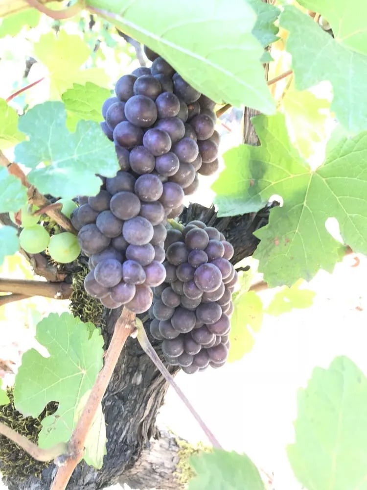 Wine Journeys Oregon image