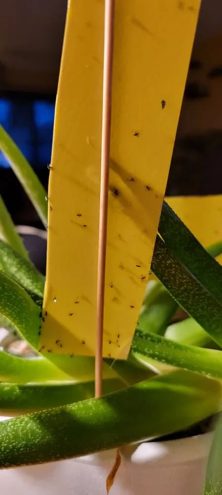 Urban Sprouts image
