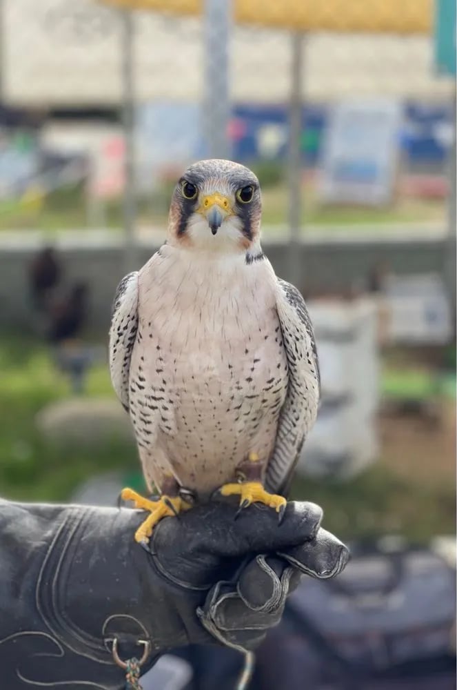 Total Raptor eXperience image