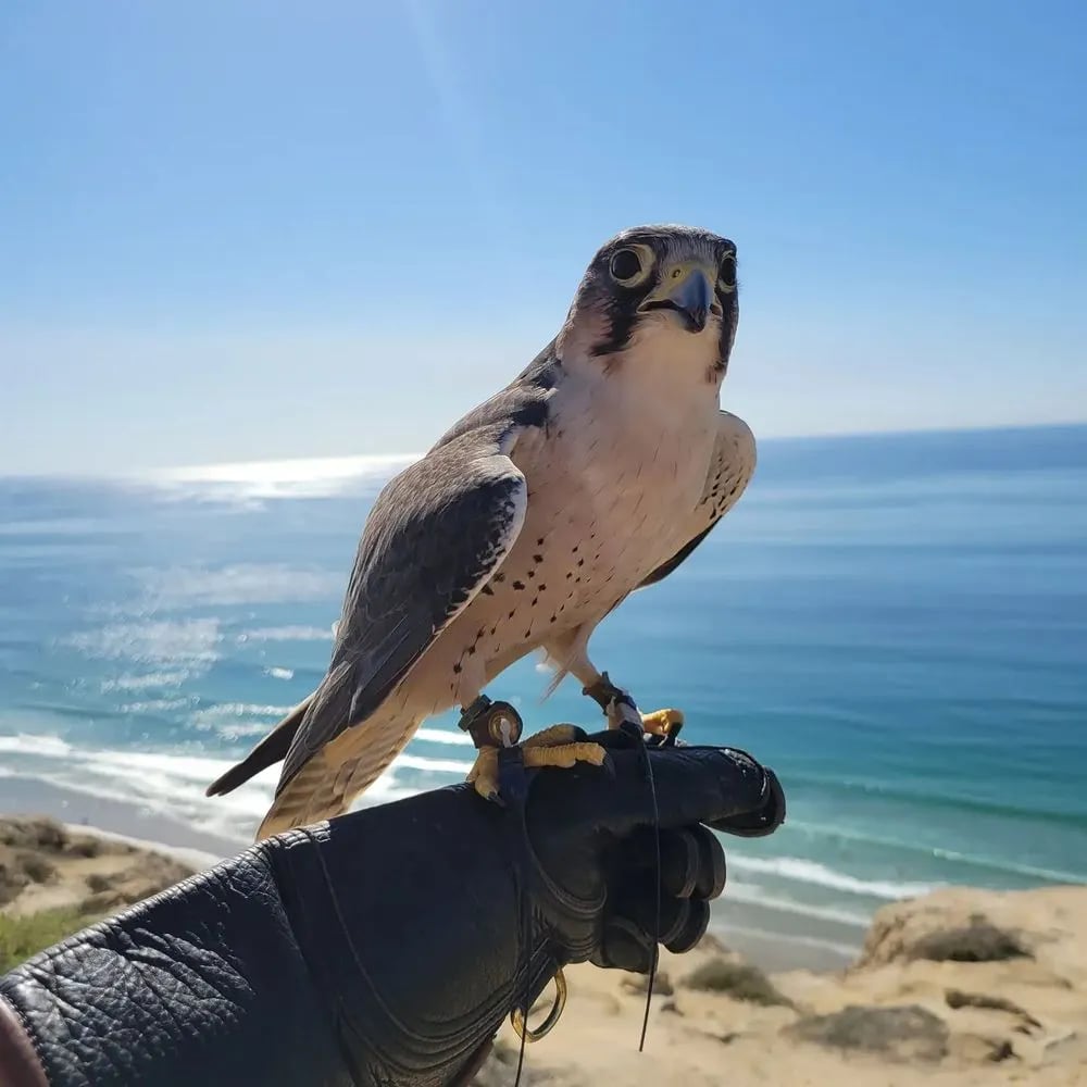 Total Raptor eXperience image