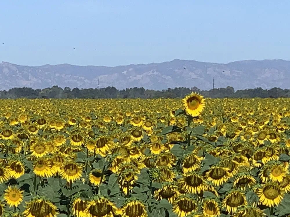 SacTown Bites image