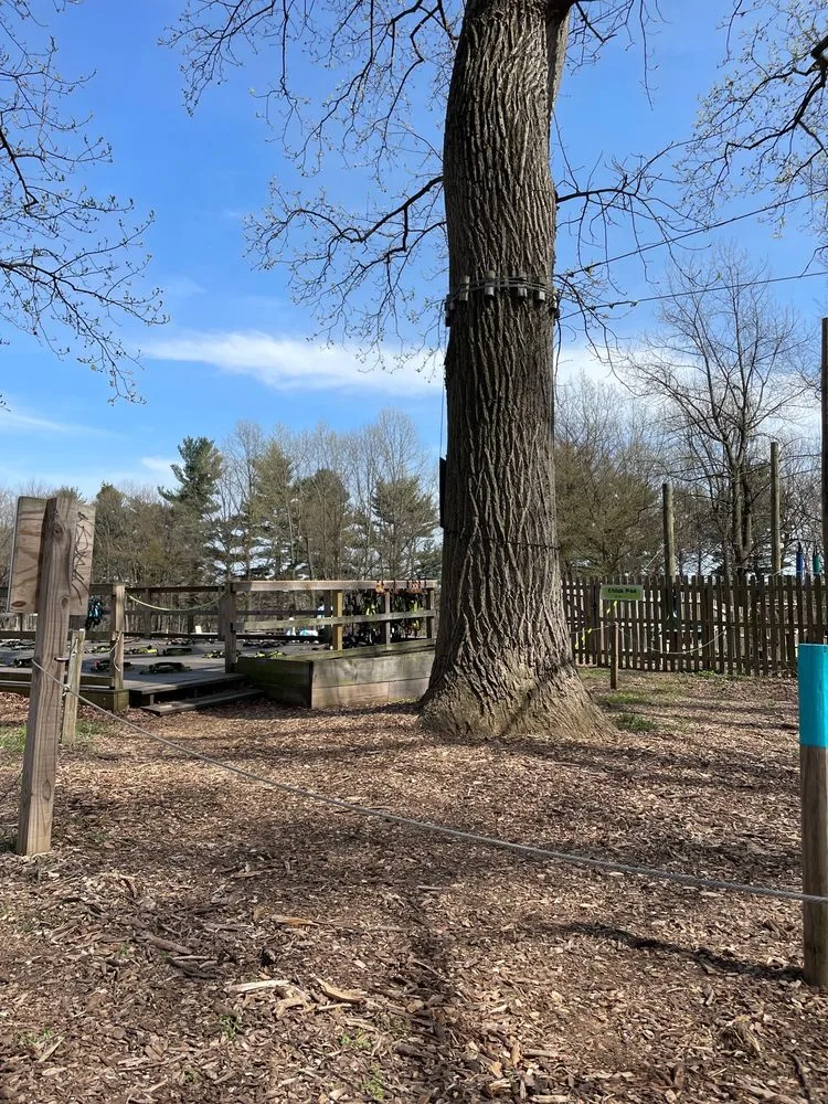 Treetop Quest Philly image