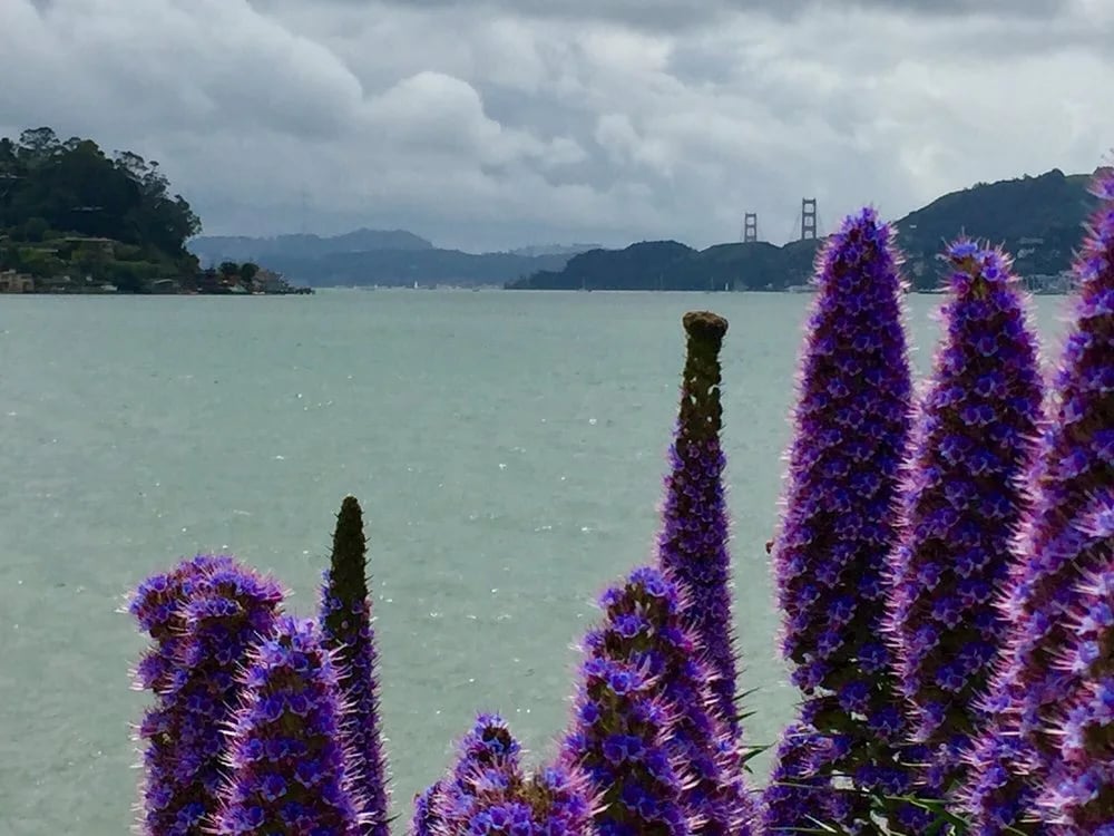 EcoBike Adventures - Sausalito image