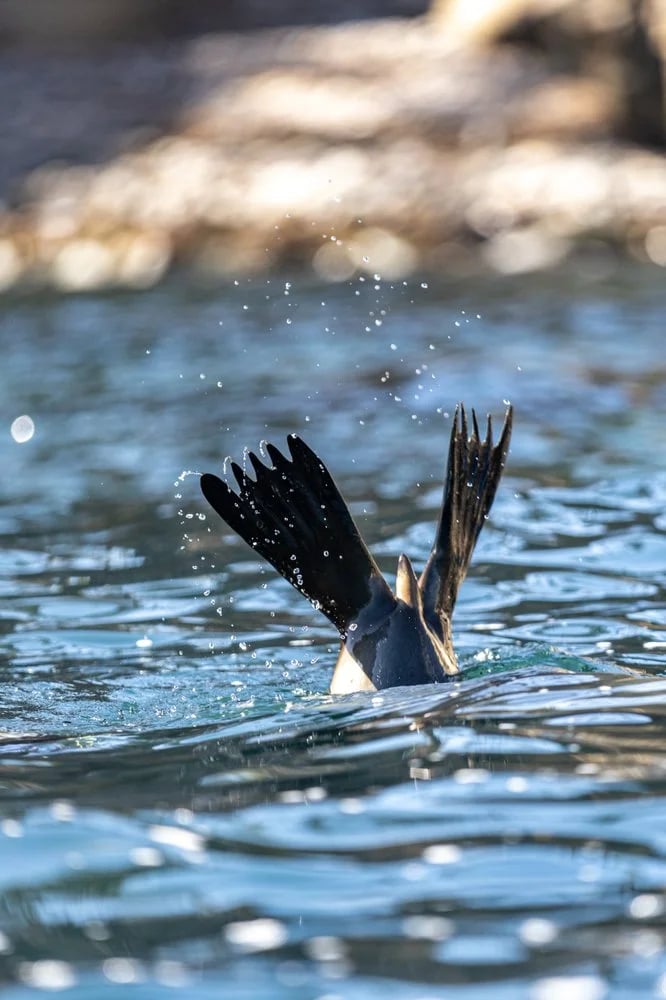 La Jolla Kayak image