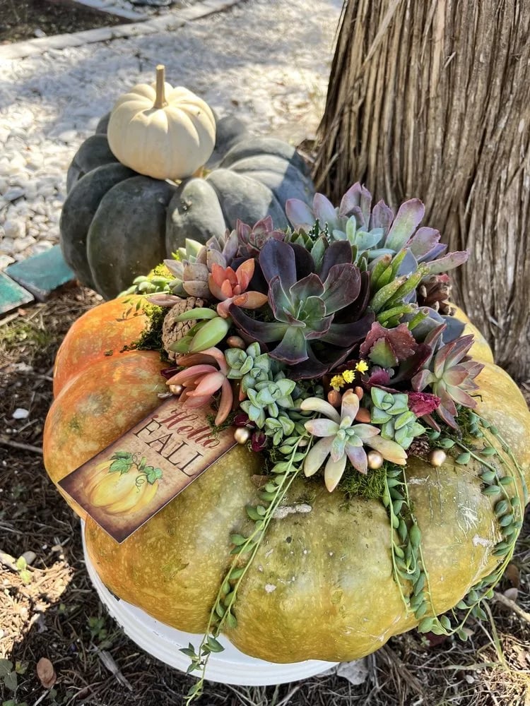 Rooted Treasures Succulents image