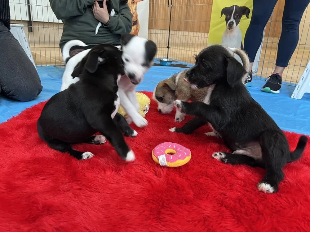 Puppy Love image