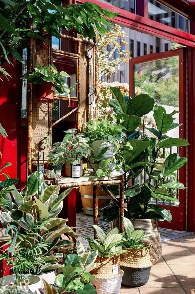 Plant Connection SF image