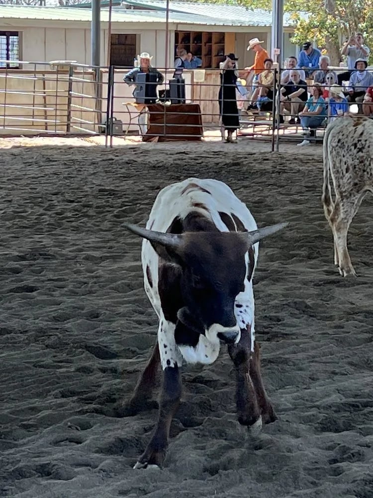Lone Star Ranch & Rodeo image