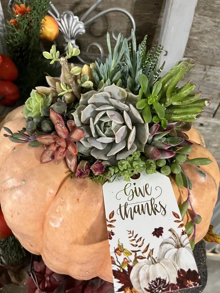 Rooted Treasures Succulents image