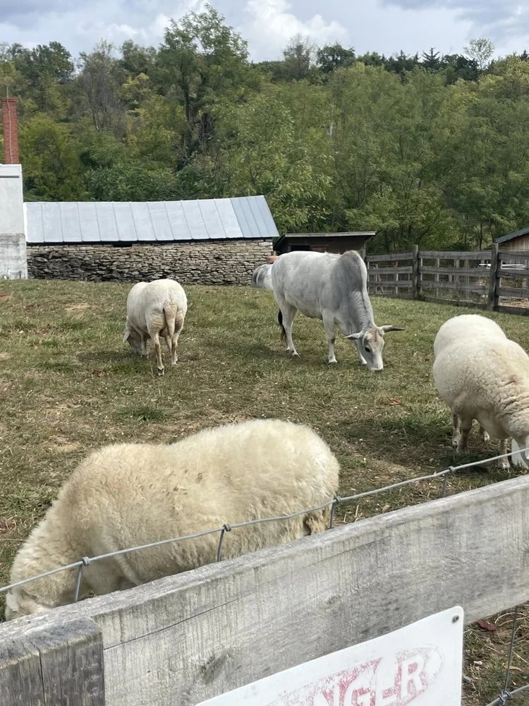 Gorman Heritage Farm image