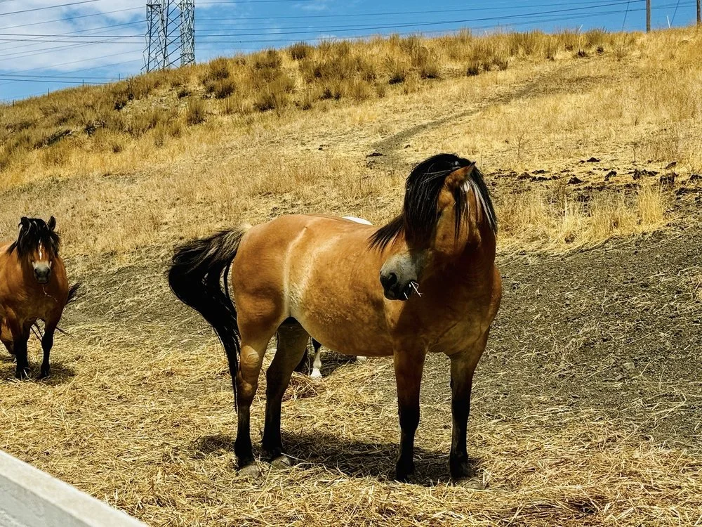 Coyote Ranch image
