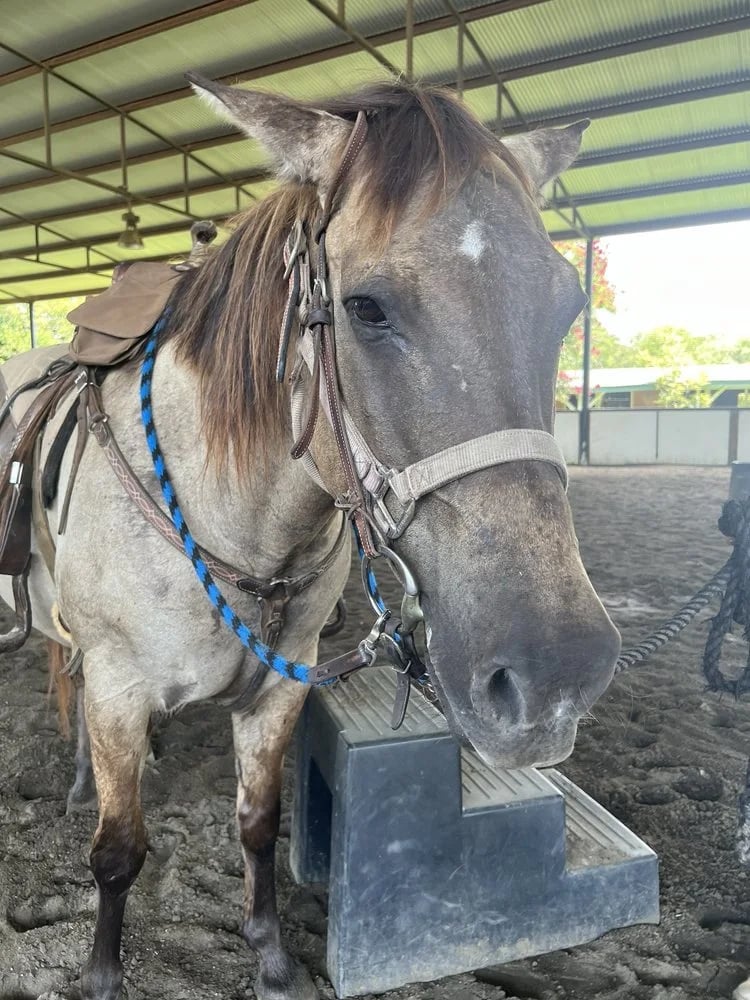 Lone Star Ranch & Rodeo image