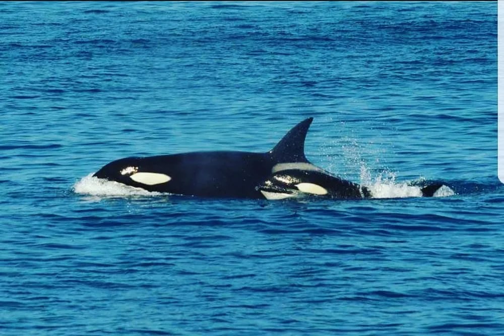 San Diego Whale Watch image