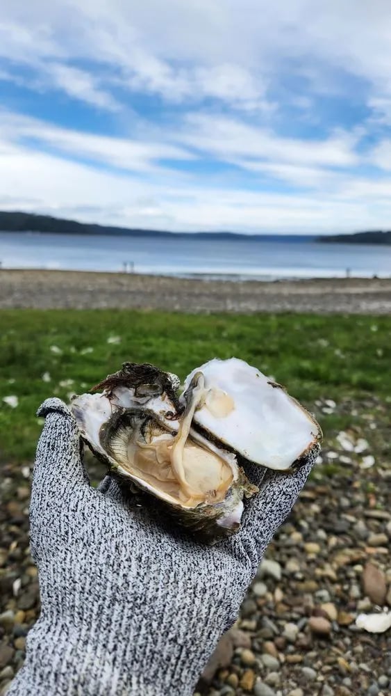 Savor Seattle Food Tours image