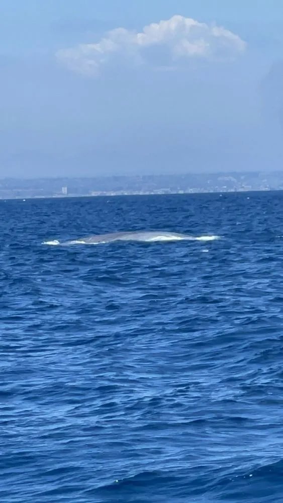 San Diego Whale Watch image