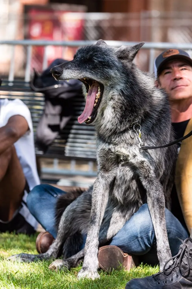 Wolf Tribe image