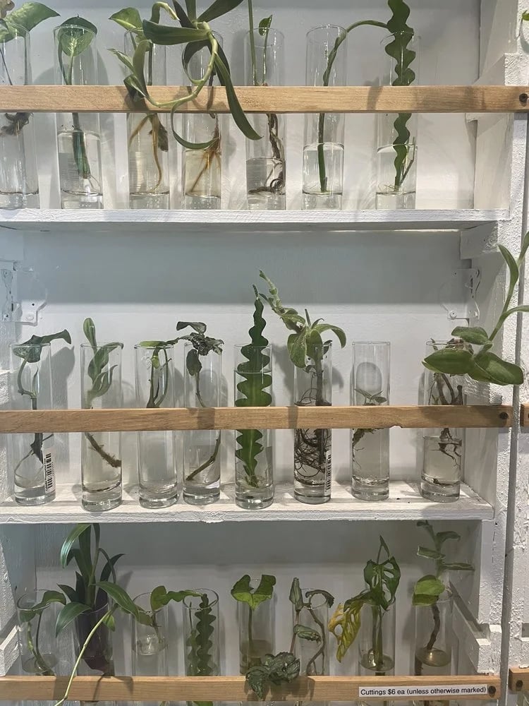 Urban Sprouts image
