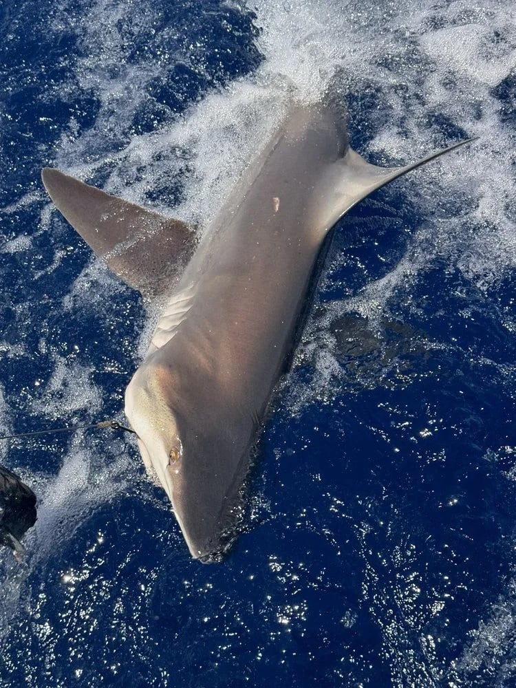 Reel Adventure Charters image