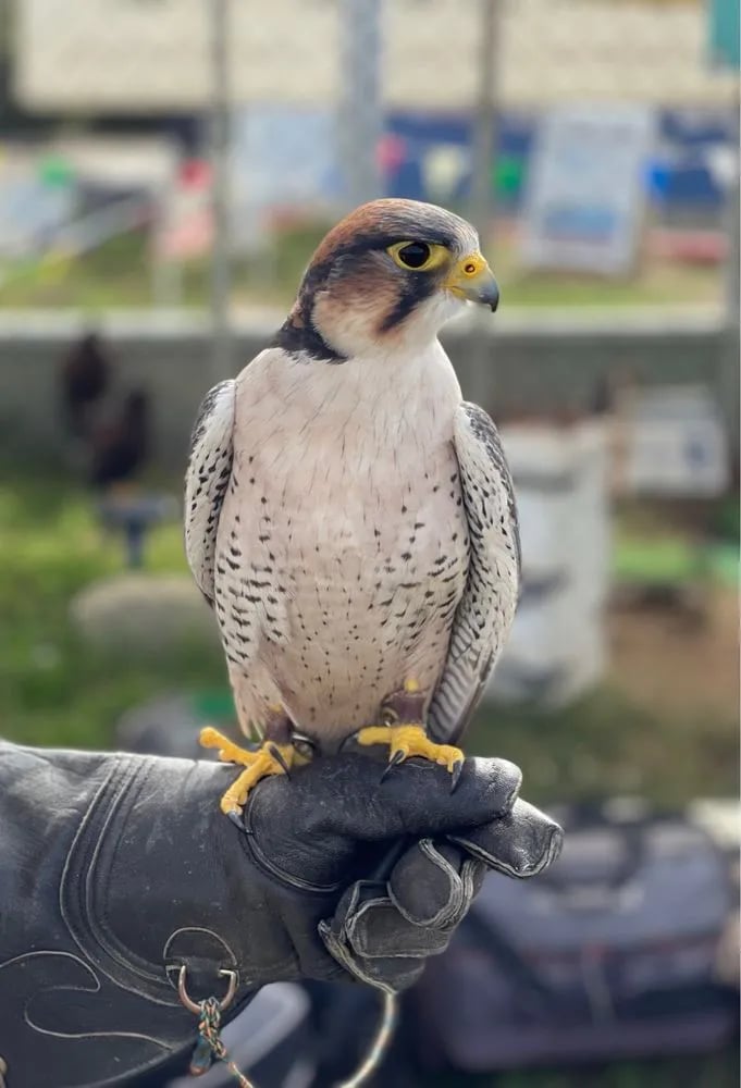 Total Raptor eXperience image