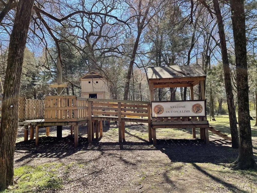 Trinity Forest Adventure Park image