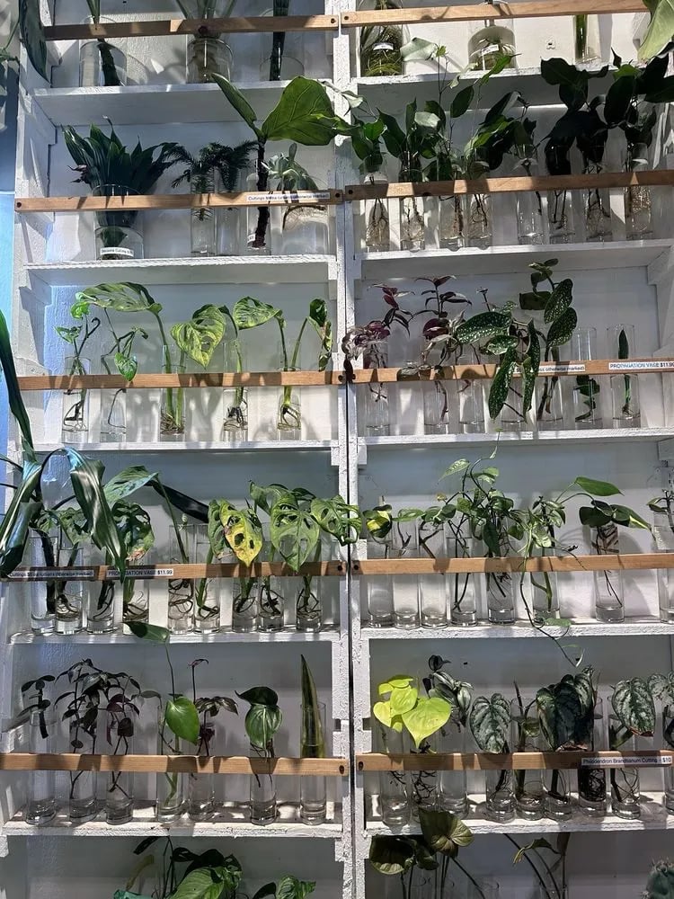 Urban Sprouts image