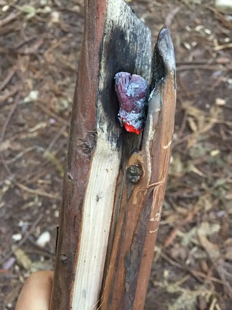 California Survival School image