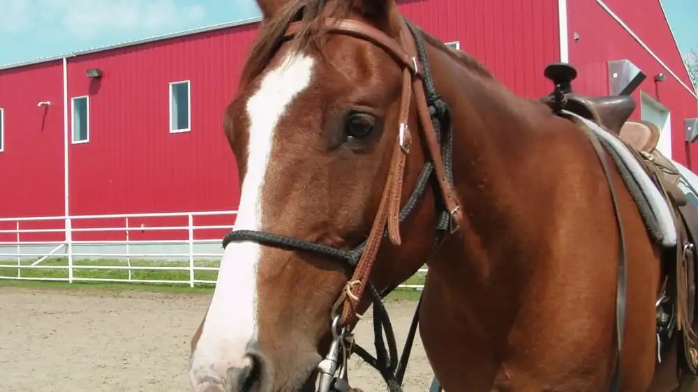 Birch Bay Ranch image