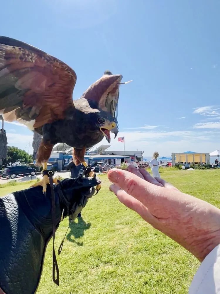 Total Raptor eXperience image