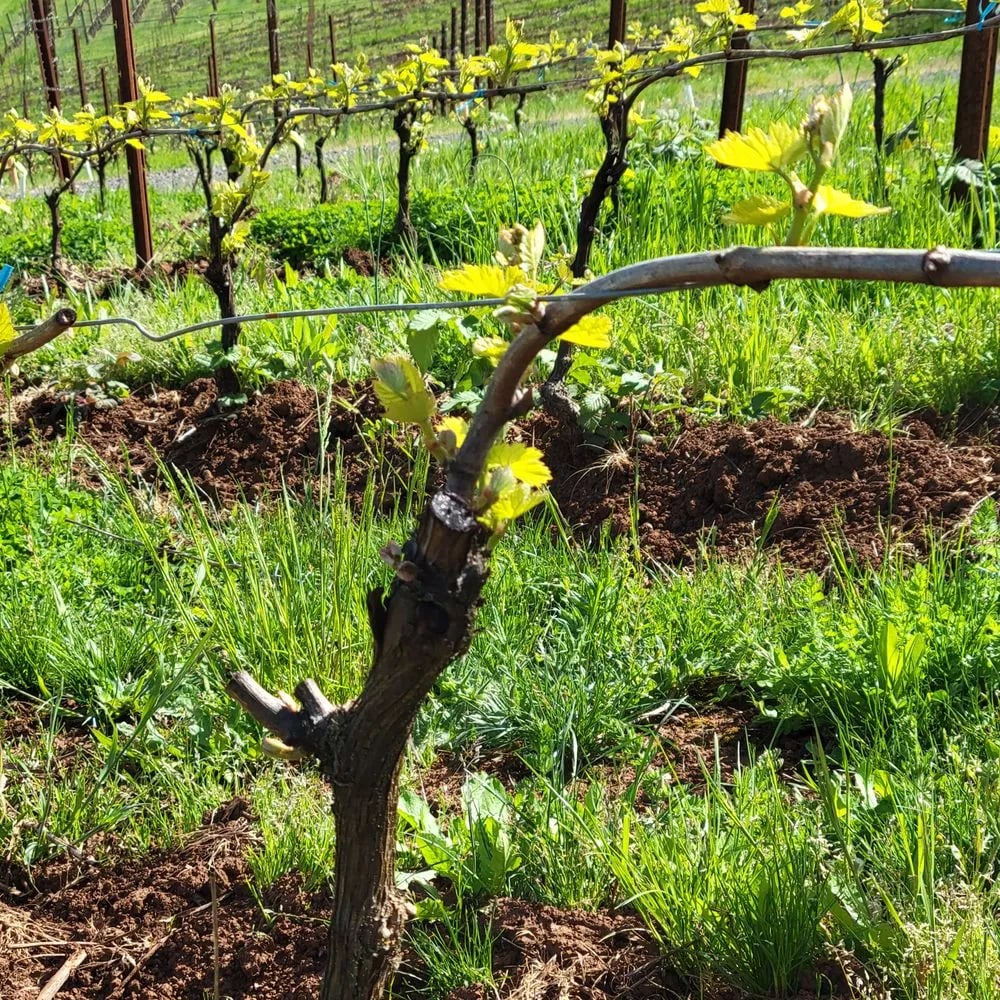 Oregon Wine Guides image