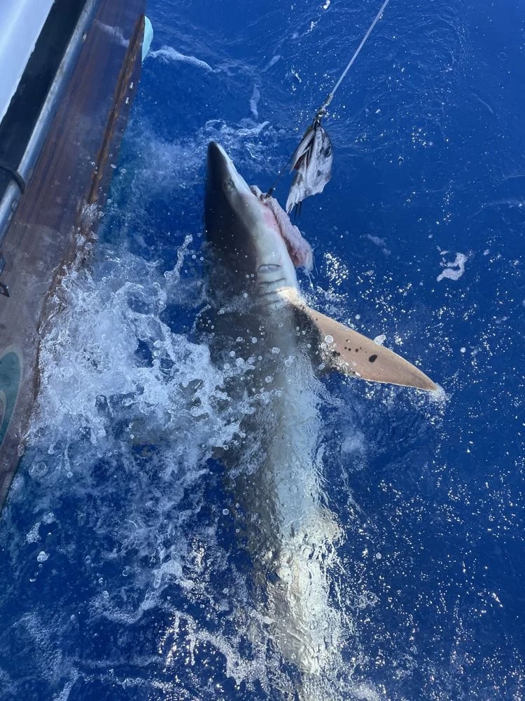 Reel Adventure Charters image