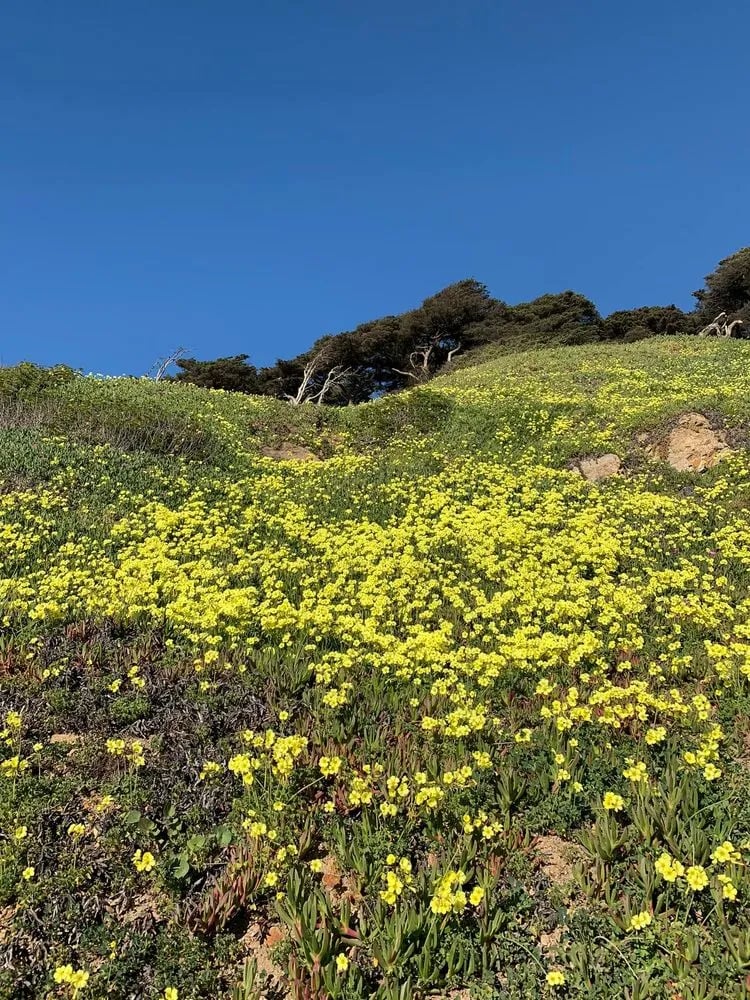 San Francisco City Guides image