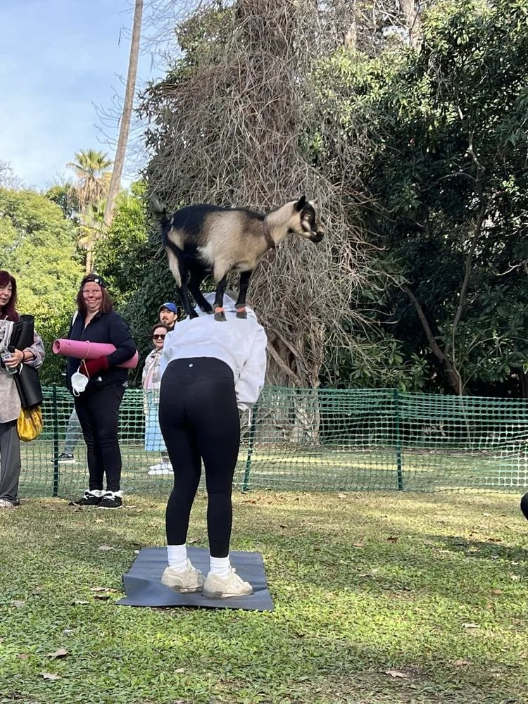 Hello Critter Goat Yoga image