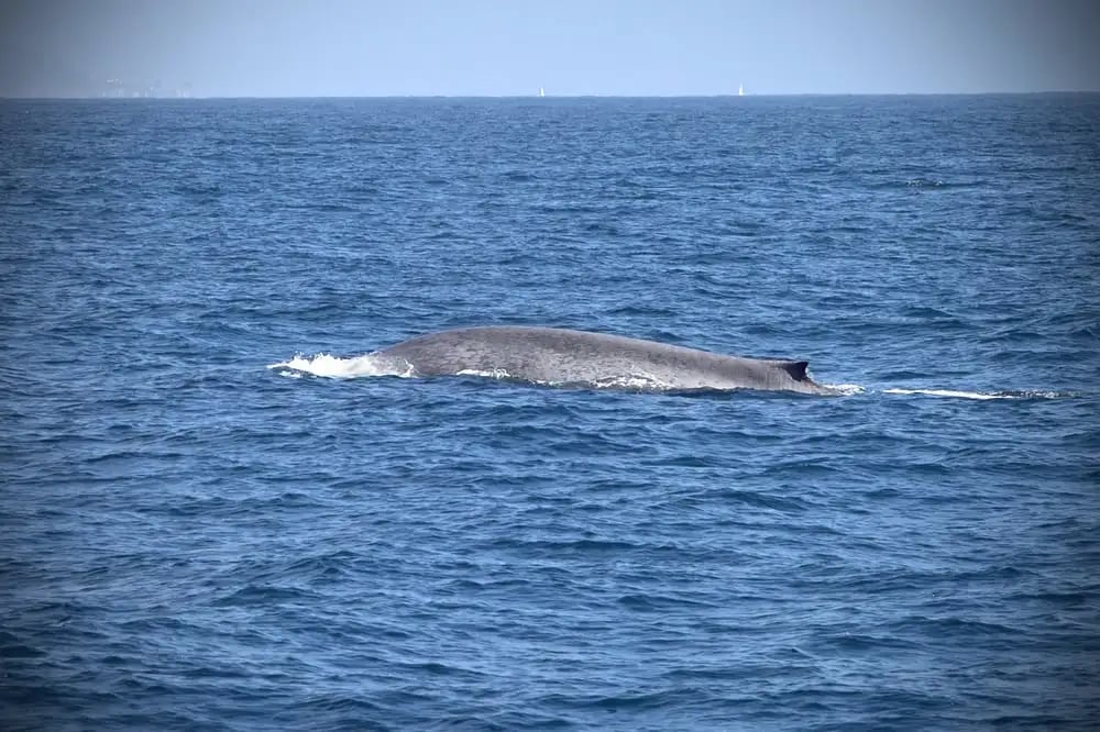 San Diego Whale Watch image
