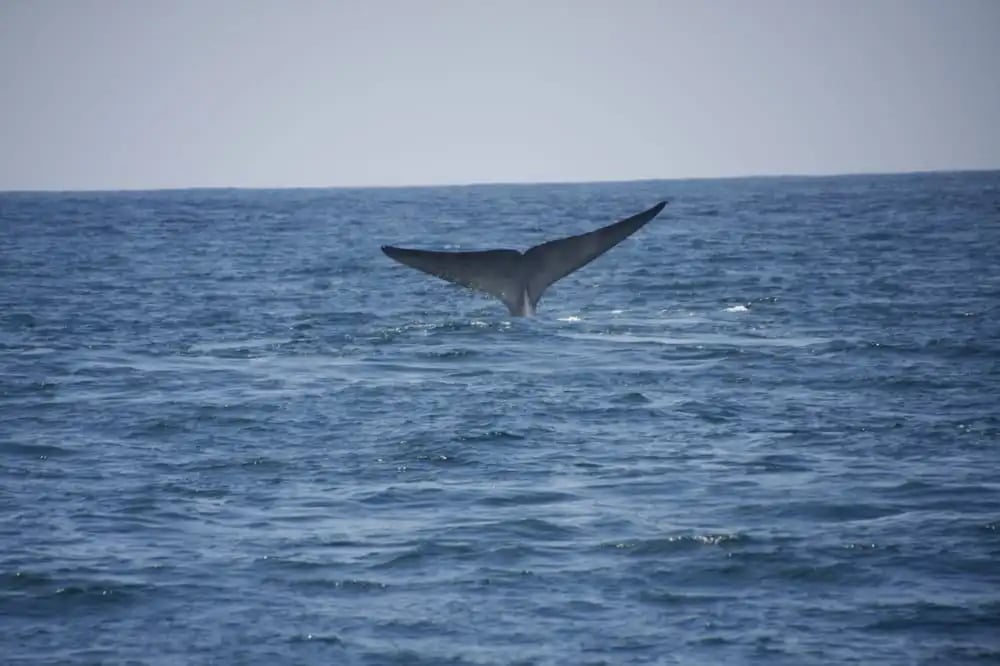 San Diego Whale Watch image