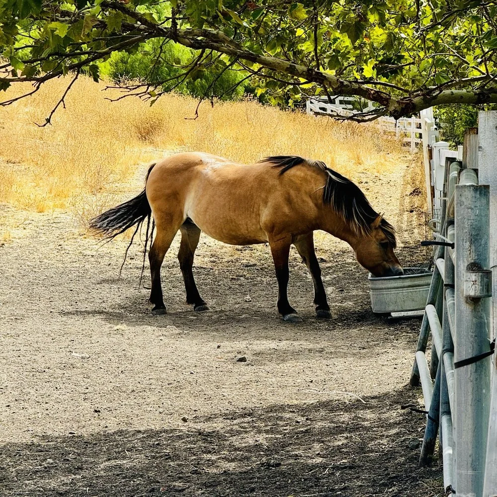 Coyote Ranch image