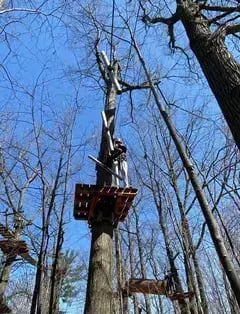 Treetop Trekking