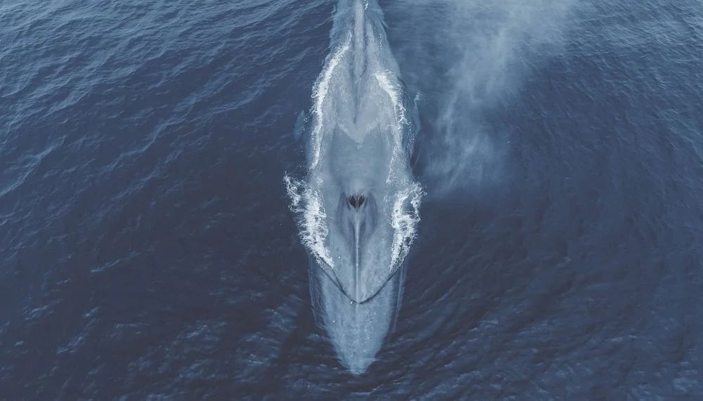 San Diego Whale Watch image