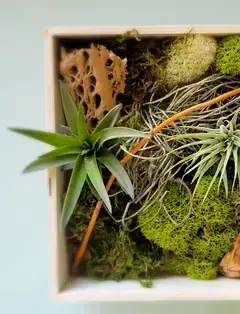 Fun With Plants