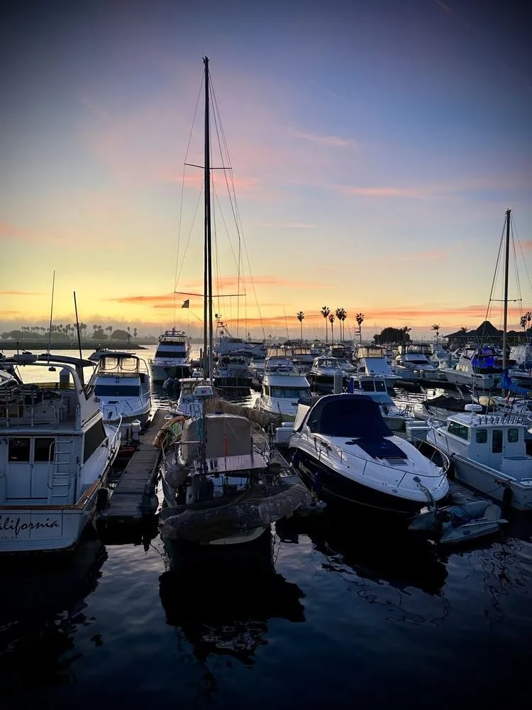 San Diego Whale Watch image