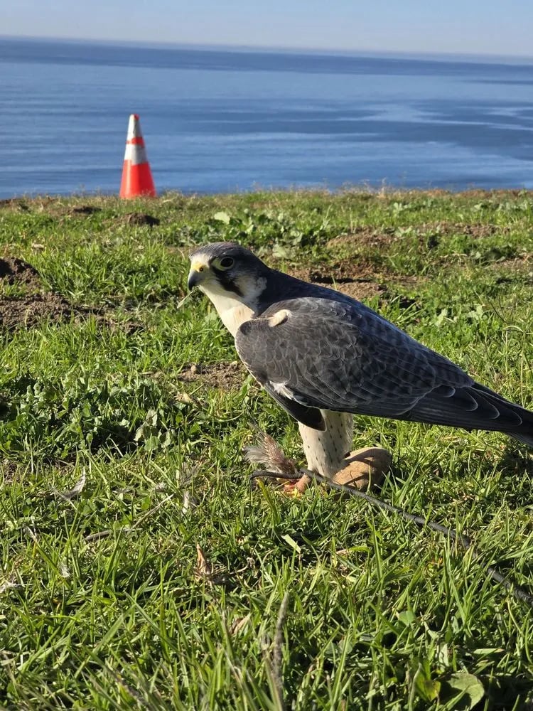 Total Raptor eXperience image