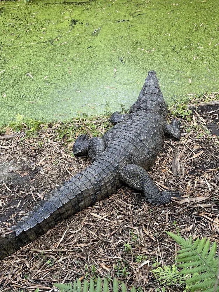 Croc Encounters image