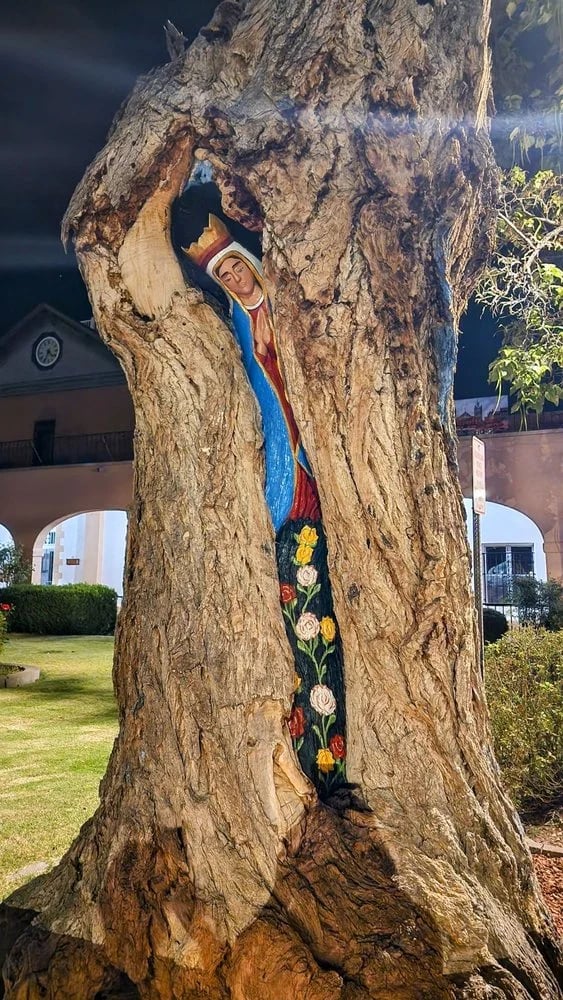 AbqTours image