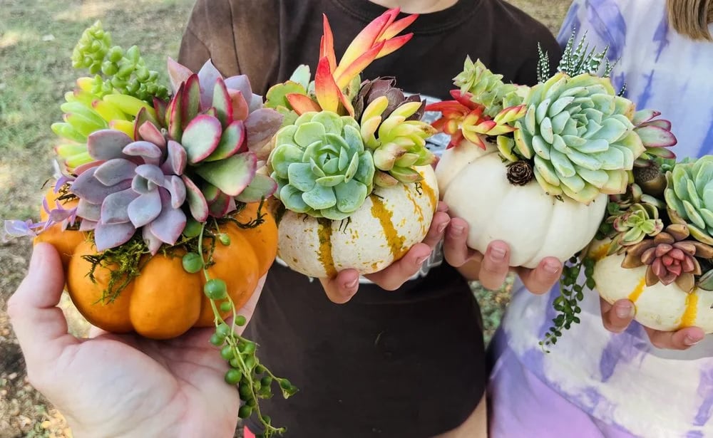 Rooted Treasures Succulents image